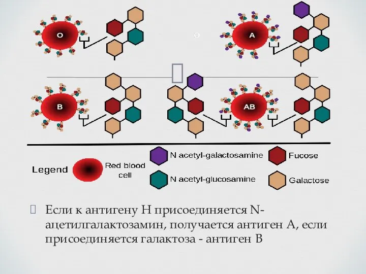 Если к антигену Н присоединяется N-ацетилгалактозамин, получается антиген A, если присоединяется галактоза - антиген В