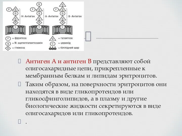 Антиген А и антиген B представляют собой олигосахаридные цепи, прикрепленные к мембранным