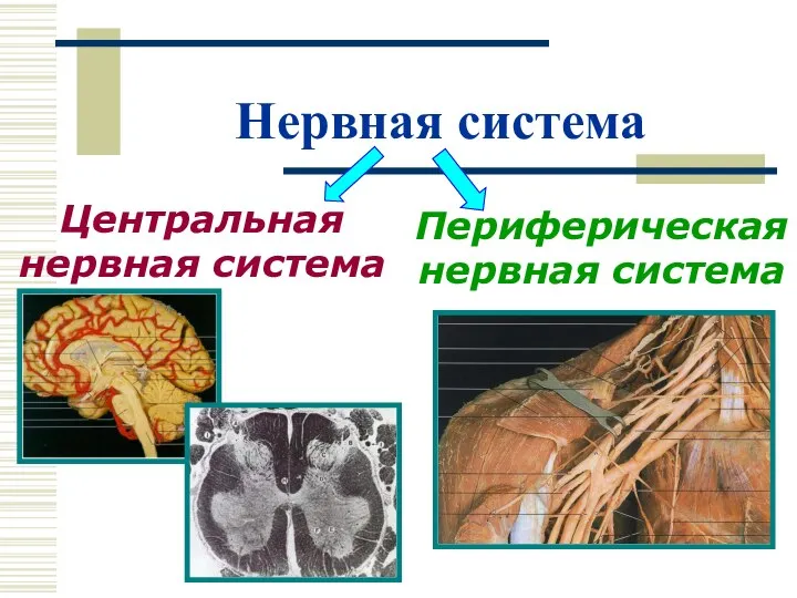 Нервная система Периферическая нервная система Центральная нервная система