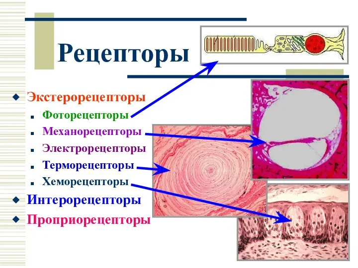 Рецепторы Экстерорецепторы Фоторецепторы Механорецепторы Электрорецепторы Терморецепторы Хеморецепторы Интерорецепторы Проприорецепторы