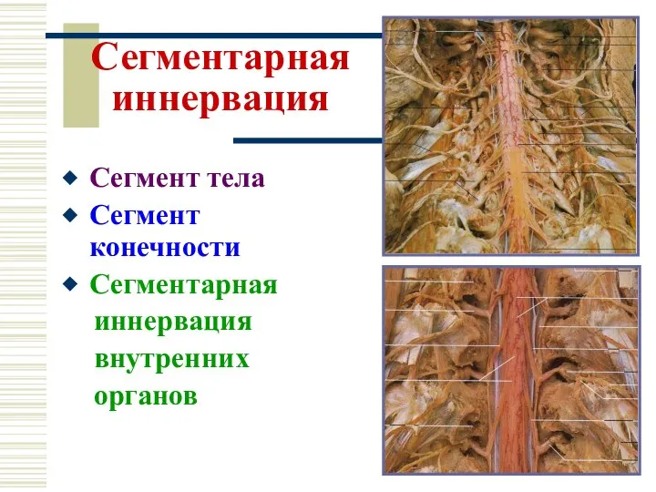 Сегментарная иннервация Сегмент тела Сегмент конечности Сегментарная иннервация внутренних органов