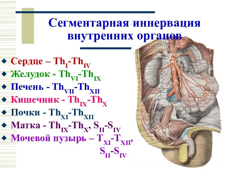 Сегментарная иннервация внутренних органов Сердце – ThI-ThIV Желудок - ThVI-ThIX Печень -