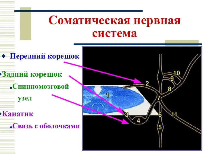 Соматическая нервная система Передний корешок Задний корешок Спинномозговой узел Канатик Связь с оболочками