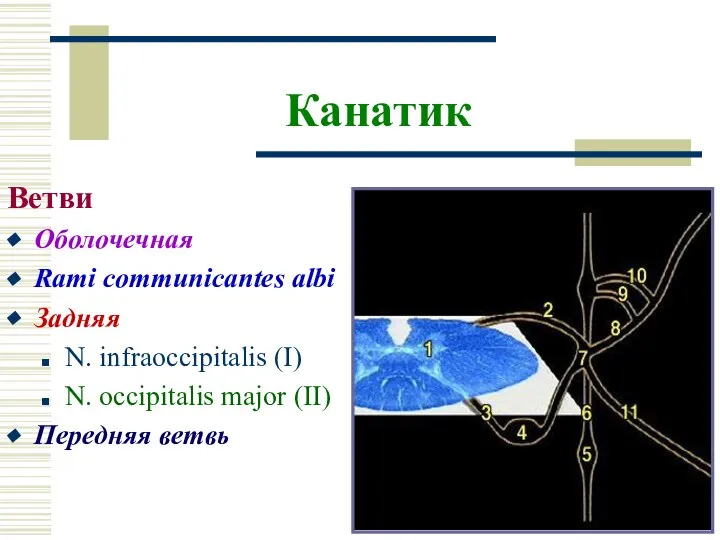 Канатик Ветви Оболочечная Rami communicantes albi Задняя N. infraoccipitalis (I) N. occipitalis major (II) Передняя ветвь