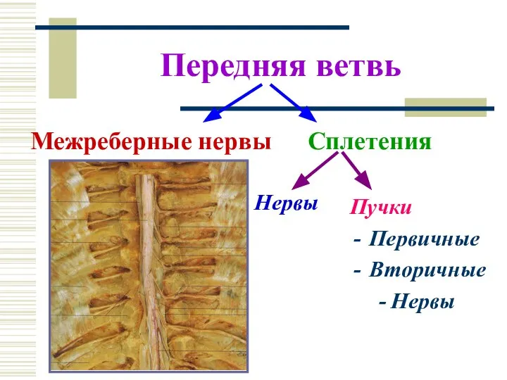 Передняя ветвь Межреберные нервы Сплетения Нервы Пучки Первичные Вторичные Нервы