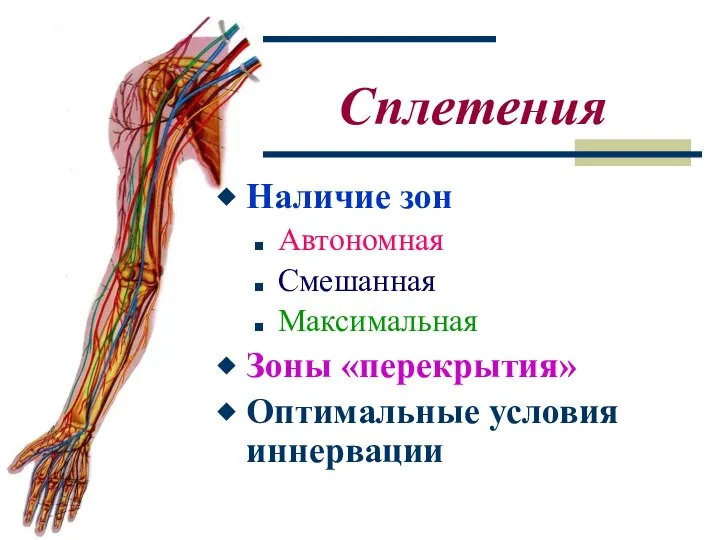Сплетения Наличие зон Автономная Смешанная Максимальная Зоны «перекрытия» Оптимальные условия иннервации