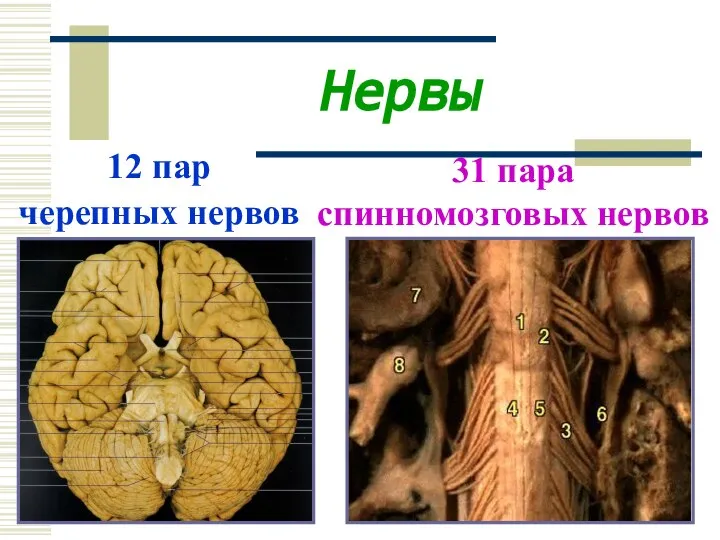 Нервы 12 пар черепных нервов 31 пара спинномозговых нервов
