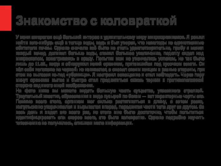 Знакомство с коловраткой У меня загорелся ещё больший интерес к удивительному миру