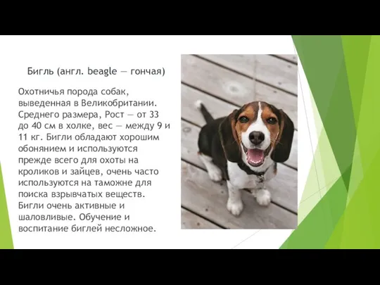 Бигль (англ. beagle — гончая) Охотничья порода собак, выведенная в Великобритании. Среднего