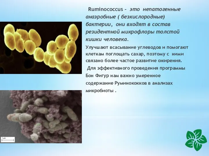 Ruminococcus – это непатогенные анаэробные ( безкислородные) бактерии, они входят в состав