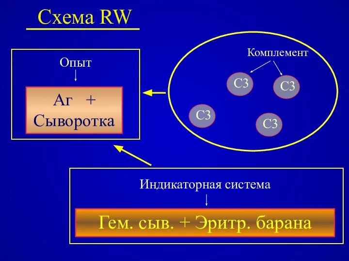 Схема RW Аг + Сыворотка Гем. сыв. + Эритр. барана C3 C3