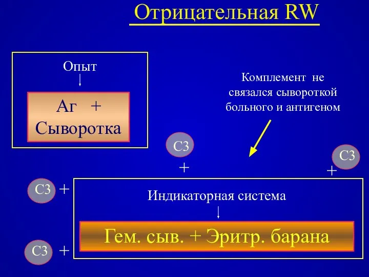 Отрицательная RW Аг + Сыворотка Гем. сыв. + Эритр. барана C3 C3