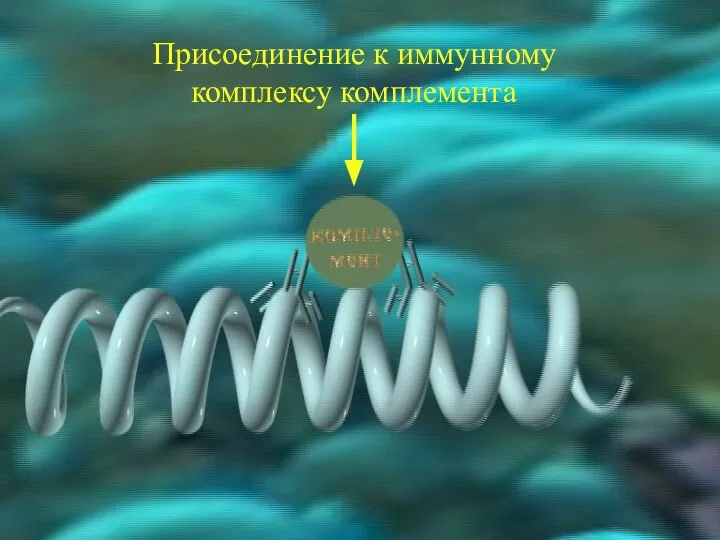 Присоединение к иммунному комплексу комплемента