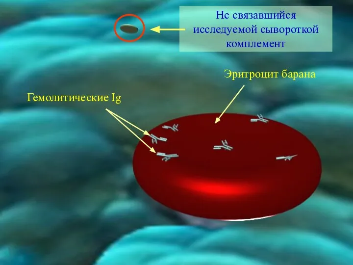 Эритроцит барана Гемолитические Ig Не связавшийся исследуемой сывороткой комплемент