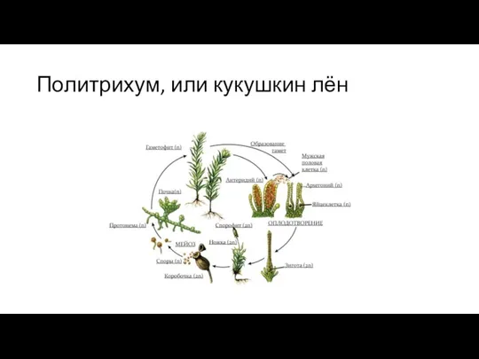 Политрихум, или кукушкин лён