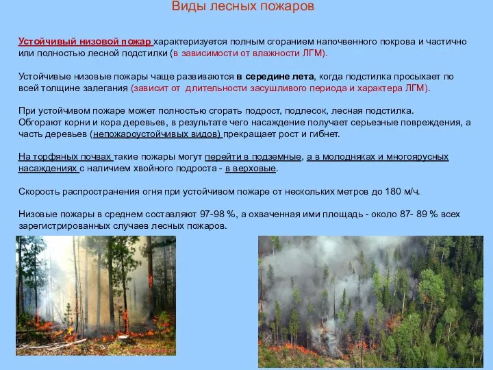 Виды лесных пожаров Устойчивый низовой пожар характеризуется полным сгоранием напочвенного покрова и