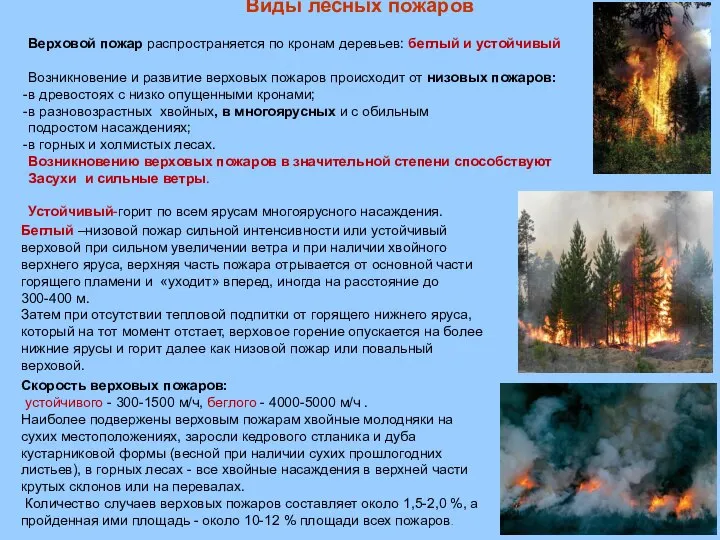 Виды лесных пожаров Верховой пожар распространяется по кронам деревьев: беглый и устойчивый