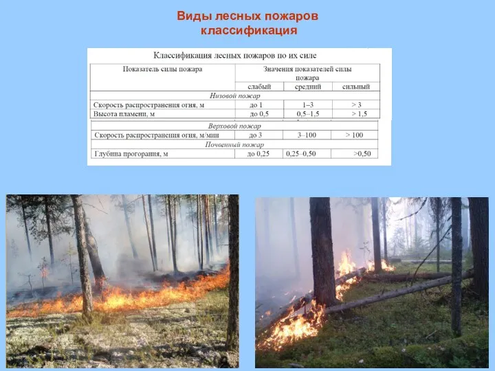 Виды лесных пожаров классификация