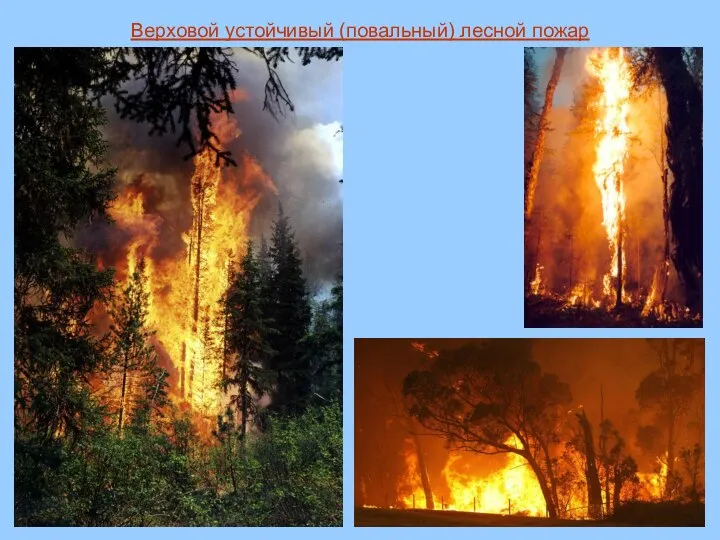 Верховой устойчивый (повальный) лесной пожар
