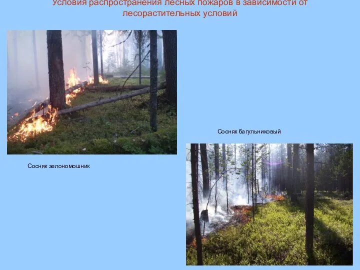 Условия распространения лесных пожаров в зависимости от лесорастительных условий Сосняк багульниковый Сосняк зелономошник