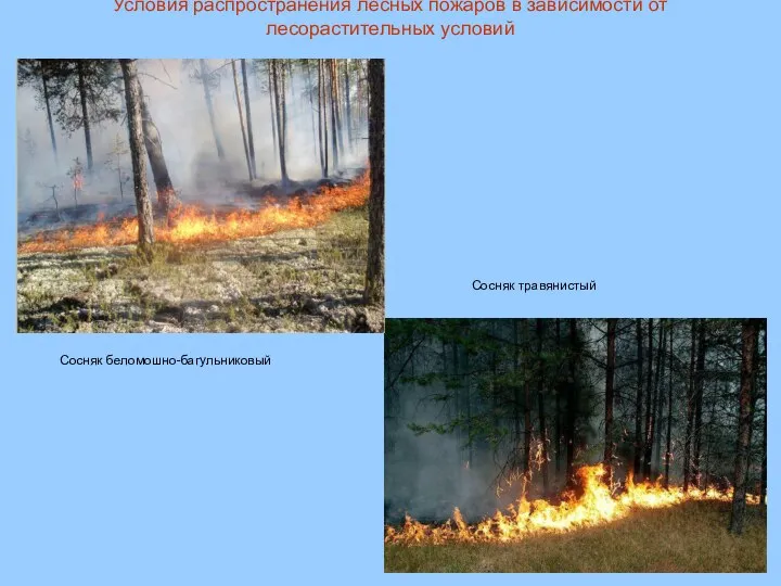 Условия распространения лесных пожаров в зависимости от лесорастительных условий Сосняк травянистый Сосняк беломошно-багульниковый