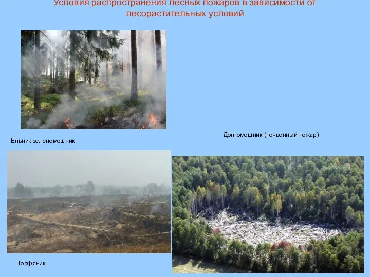 Условия распространения лесных пожаров в зависимости от лесорастительных условий Долгомошник (почвенный пожар) Ельник зеленомошник Торфяник