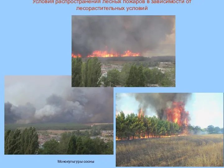 Условия распространения лесных пожаров в зависимости от лесорастительных условий Монокультуры сосны