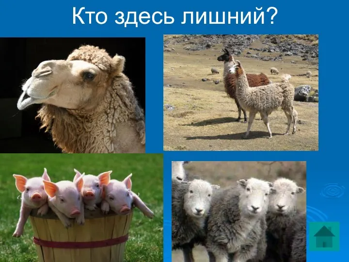 Кто здесь лишний?