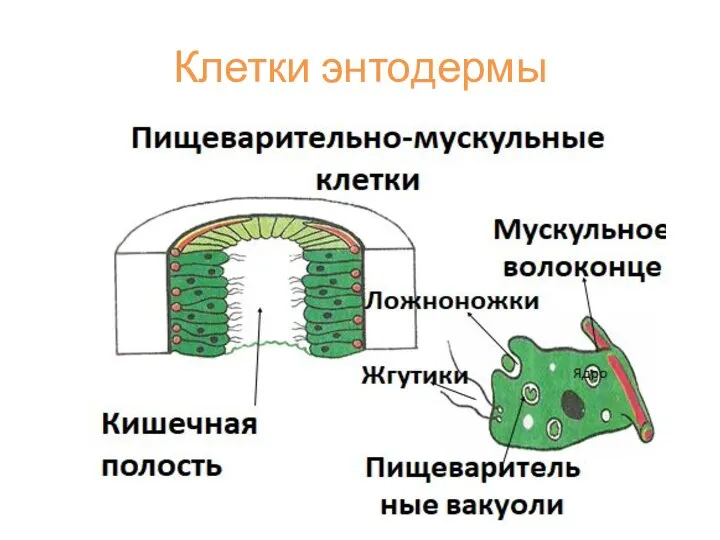 Клетки энтодермы