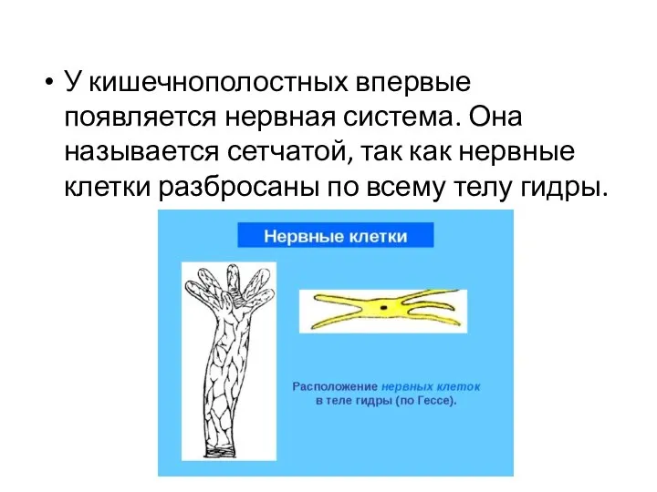 У кишечнополостных впервые появляется нервная система. Она называется сетчатой, так как нервные