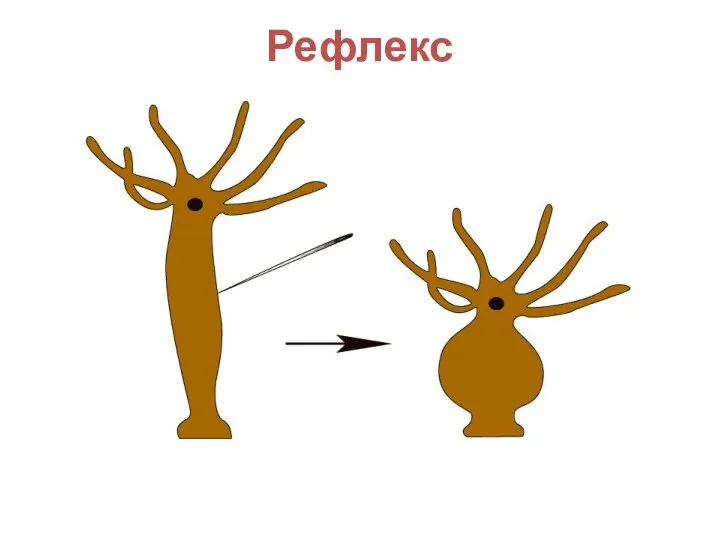 Рефлекс