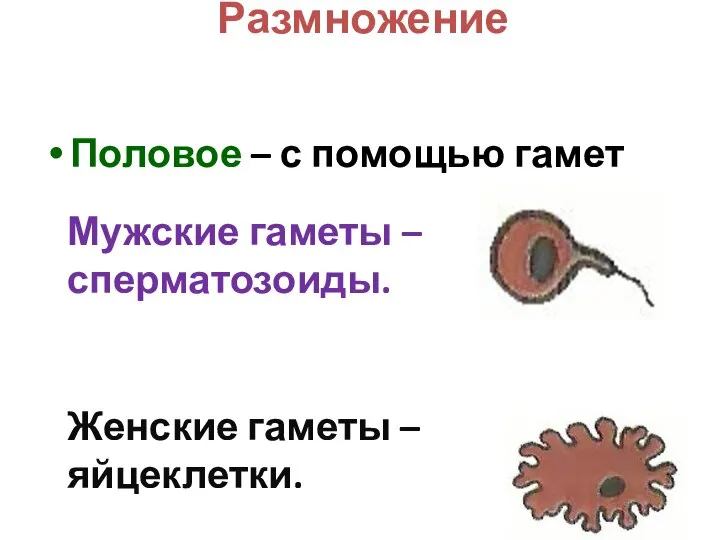 Размножение Половое – с помощью гамет Мужские гаметы – сперматозоиды. Женские гаметы – яйцеклетки.