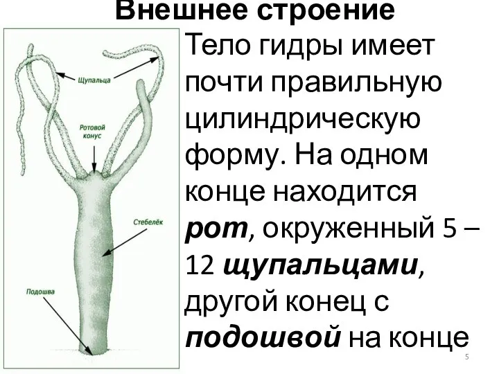 Внешнее строение Тело гидры имеет почти правильную цилиндрическую форму. На одном конце