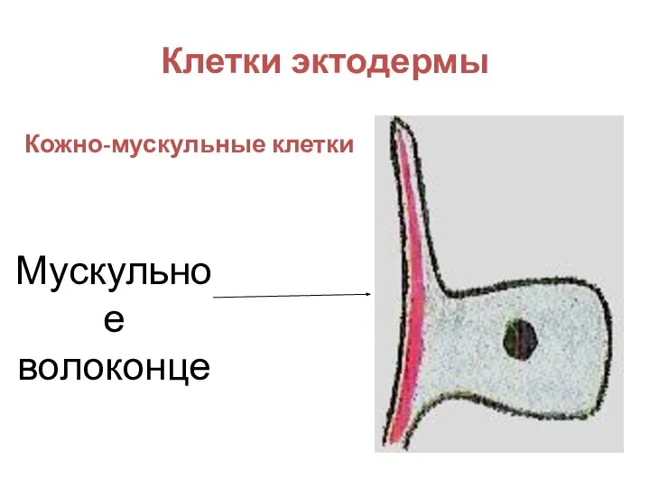 Клетки эктодермы Мускульное волоконце Кожно-мускульные клетки