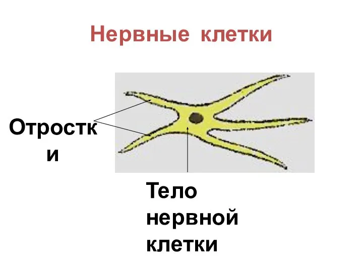 Нервные клетки Отростки Тело нервной клетки