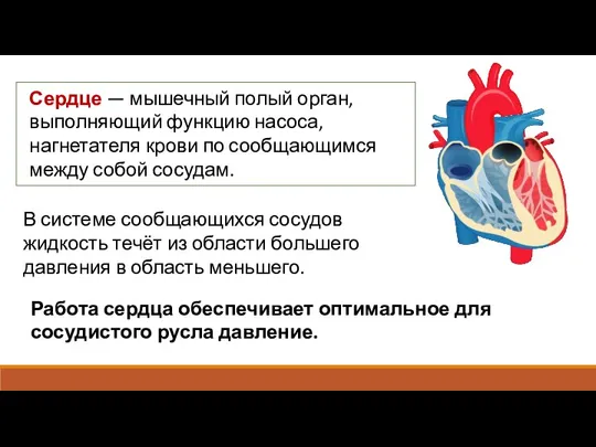 Сердце — мышечный полый орган, выполняющий функцию насоса, нагнетателя крови по сообщающимся