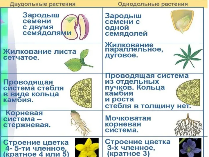 Признаки растений классов двудольных и однодольных растений