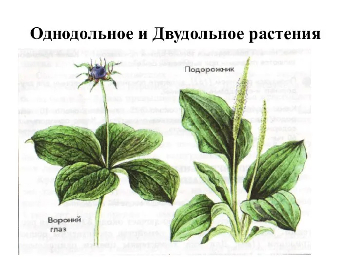 Однодольное и Двудольное растения