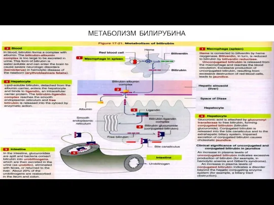 МЕТАБОЛИЗМ БИЛИРУБИНА