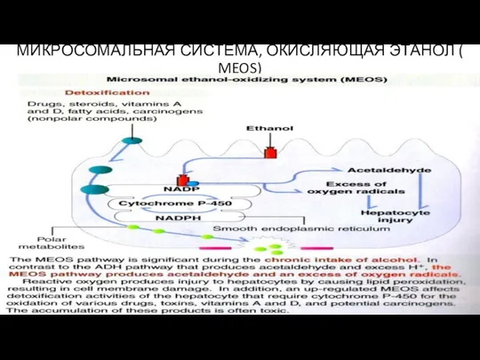 МИКРОСОМАЛЬНАЯ СИСТЕМА, ОКИСЛЯЮЩАЯ ЭТАНОЛ ( MEOS)