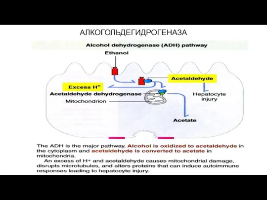 АЛКОГОЛЬДЕГИДРОГЕНАЗА