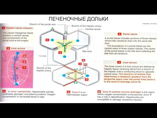 ПЕЧЕНОЧНЫЕ ДОЛЬКИ