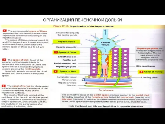 ОРГАНИЗАЦИЯ ПЕЧЕНОЧНОЙ ДОЛЬКИ