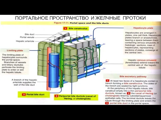 ПОРТАЛЬНОЕ ПРОСТРАНСТВО И ЖЕЛЧНЫЕ ПРОТОКИ