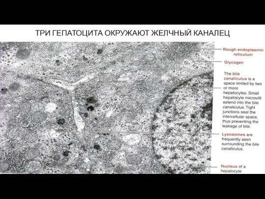 ТРИ ГЕПАТОЦИТА ОКРУЖАЮТ ЖЕЛЧНЫЙ КАНАЛЕЦ