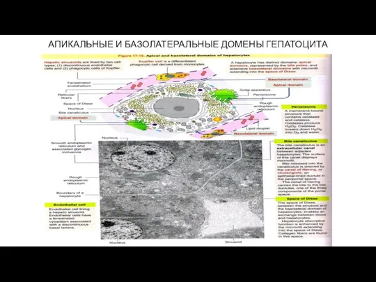 АПИКАЛЬНЫЕ И БАЗОЛАТЕРАЛЬНЫЕ ДОМЕНЫ ГЕПАТОЦИТА