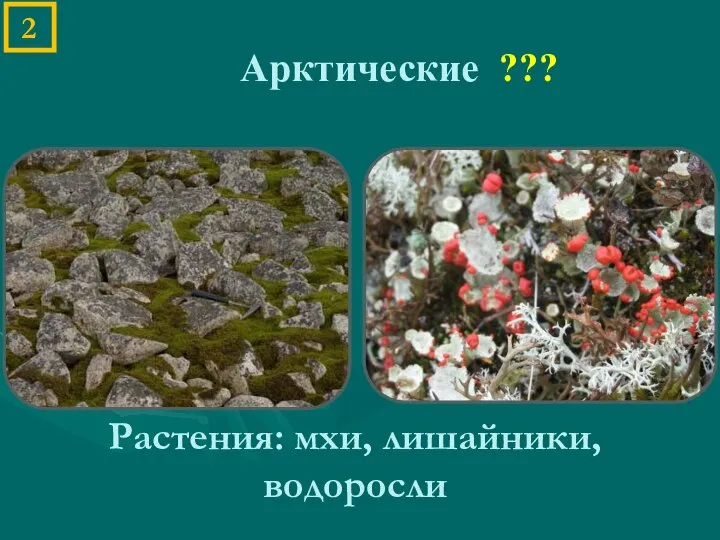 Арктические ??? 2 Растения: мхи, лишайники, водоросли