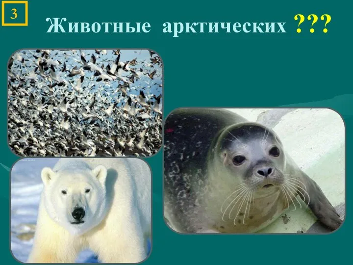 Животные арктических ??? 3