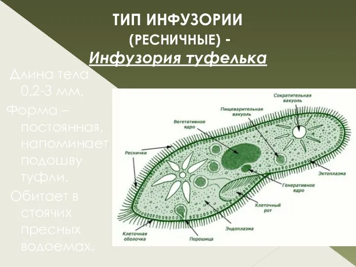 ТИП ИНФУЗОРИИ (РЕСНИЧНЫЕ) - Инфузория туфелька Длина тела 0,2-3 мм. Форма –