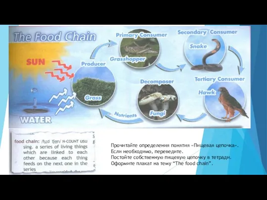 Прочитайте определения понятия «Пищевая цепочка». Если необходимо, переведите. Постойте собственную пищевую цепочку